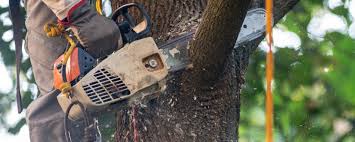 Best Tree Trimming and Pruning  in Marin City, CA