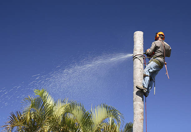 Best Soil Testing and Treatment  in Marin City, CA