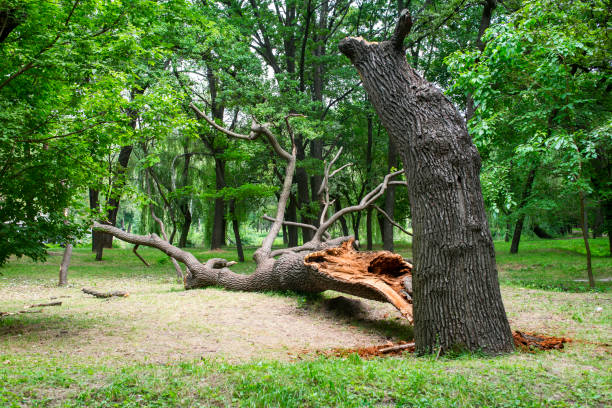 Best Hazardous Tree Removal  in Marin City, CA