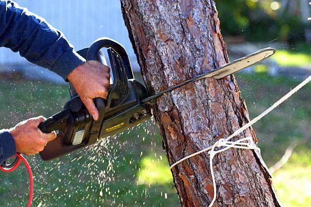 Tree and Shrub Care in Marin City, CA