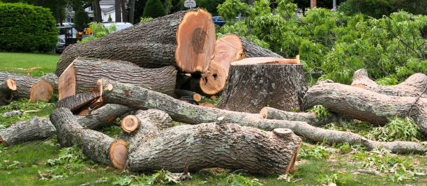 Best Tree Risk Assessment  in Marin City, CA