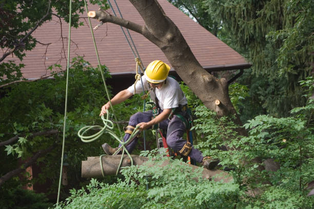 Best Tree Cabling and Bracing  in Marin City, CA
