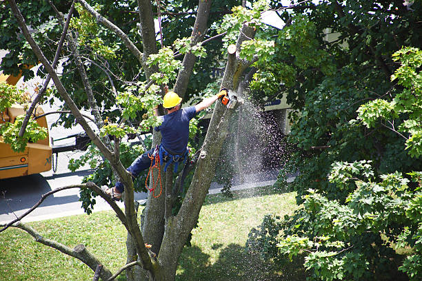 Professional Tree Care in Marin City, CA