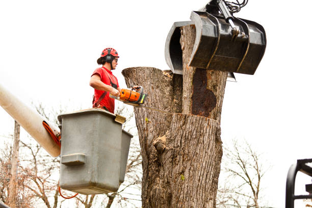 Best Emergency Tree Removal  in Marin City, CA